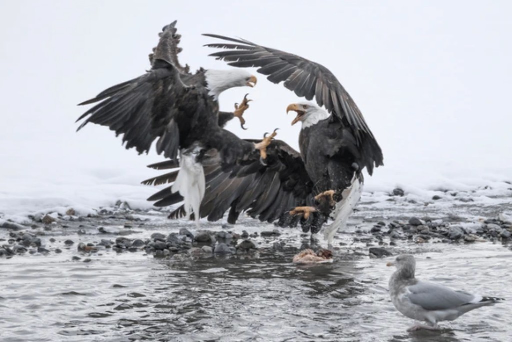 Two bald eagles fighting over salmon on a snowy riverbank at the Chilkat Bald Eagle Preserve, Haines Alaska