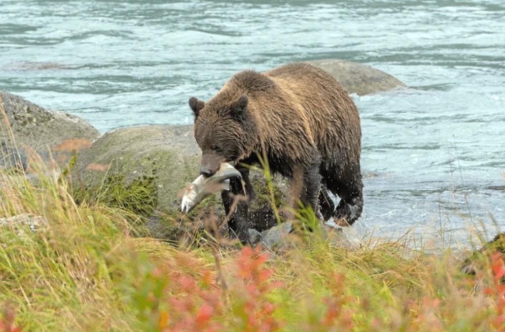 Brown bear carrying a salmon at Chilkoot Lake State Park near Haines Alaska